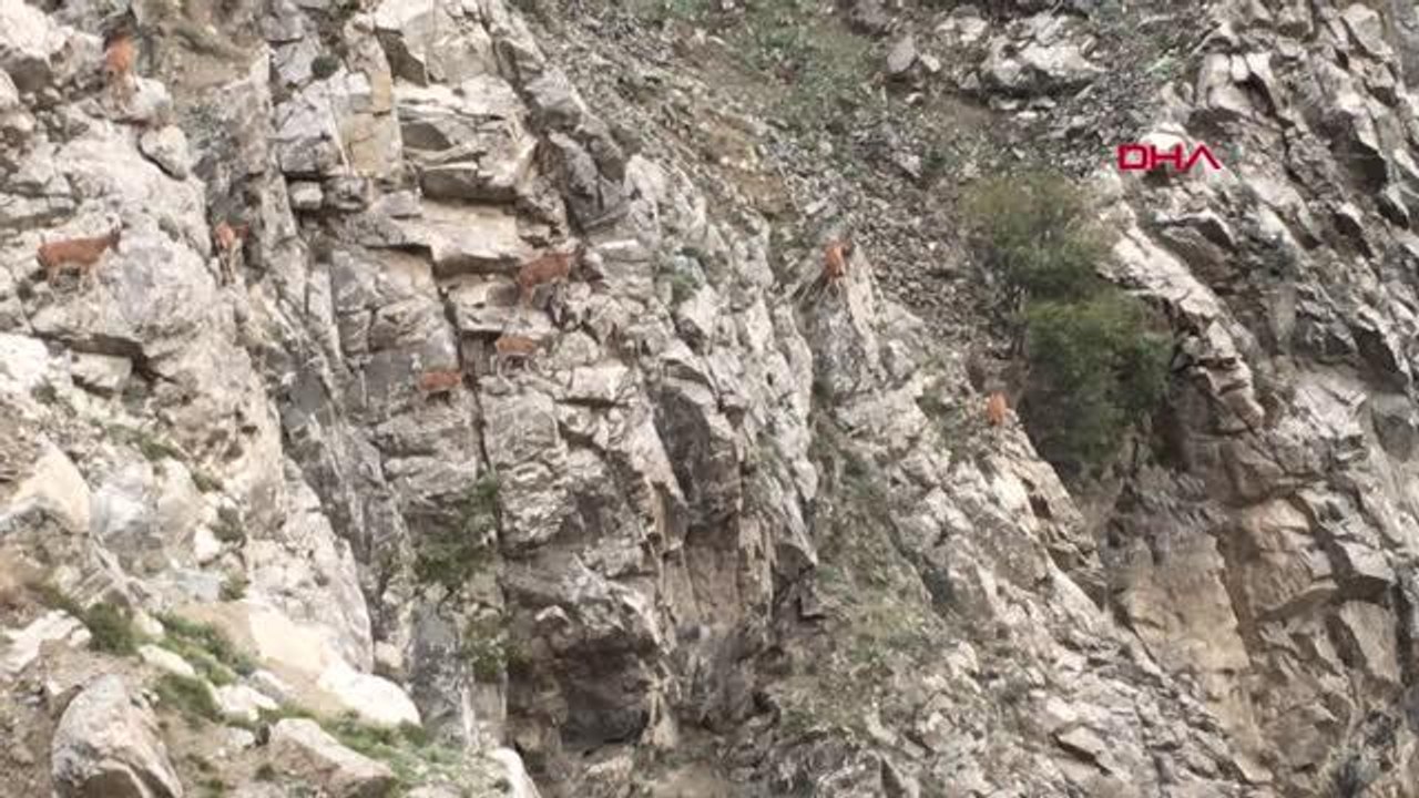 DAĞ KEÇİLERİNİN DİK KAYALIKLARDAKİ TIRMANIŞLARI KAMERADA