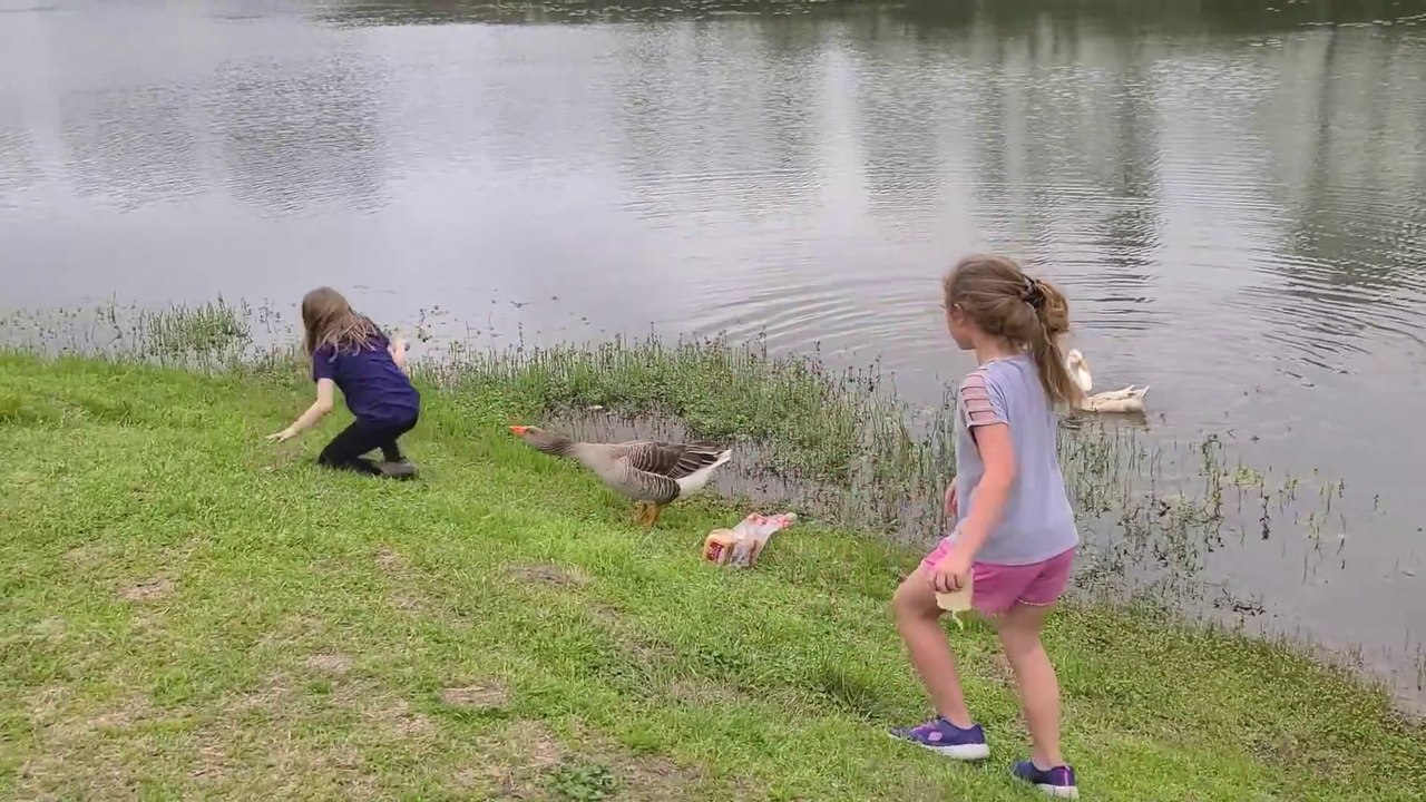 TRY NOT TO LAUGH  Funny Baby And Kid Playing With Animal