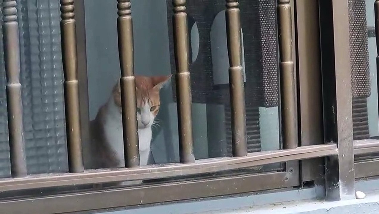できないことを分かっても望みを胸に抱いたまま外を見るだけ