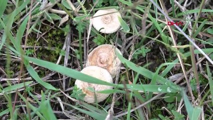 DÜZCE İL SAĞLIK MÜDÜRÜ YILMAZ'DAN MANTAR UYARISI