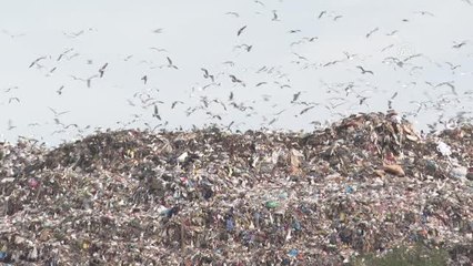 Türkiye'de nadir görülen kızıl çaylak İstanbul'da görüntülendi