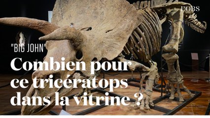 "Big John", le squelette du plus grand tricératops connu vendu à Drouot