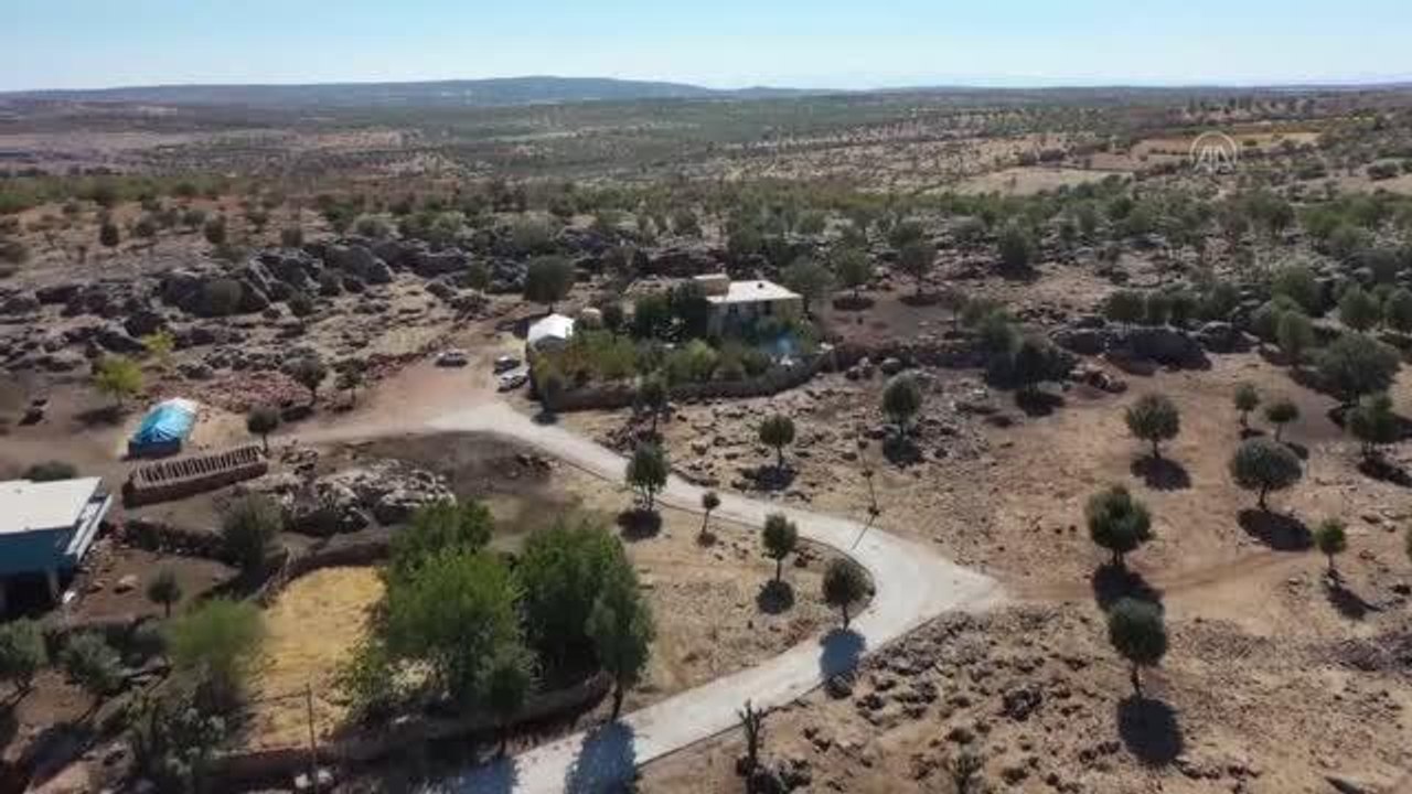 DİYARBAKIR - Eğil ilçesinde hünerli ellerin pekmez mesaisi başladı