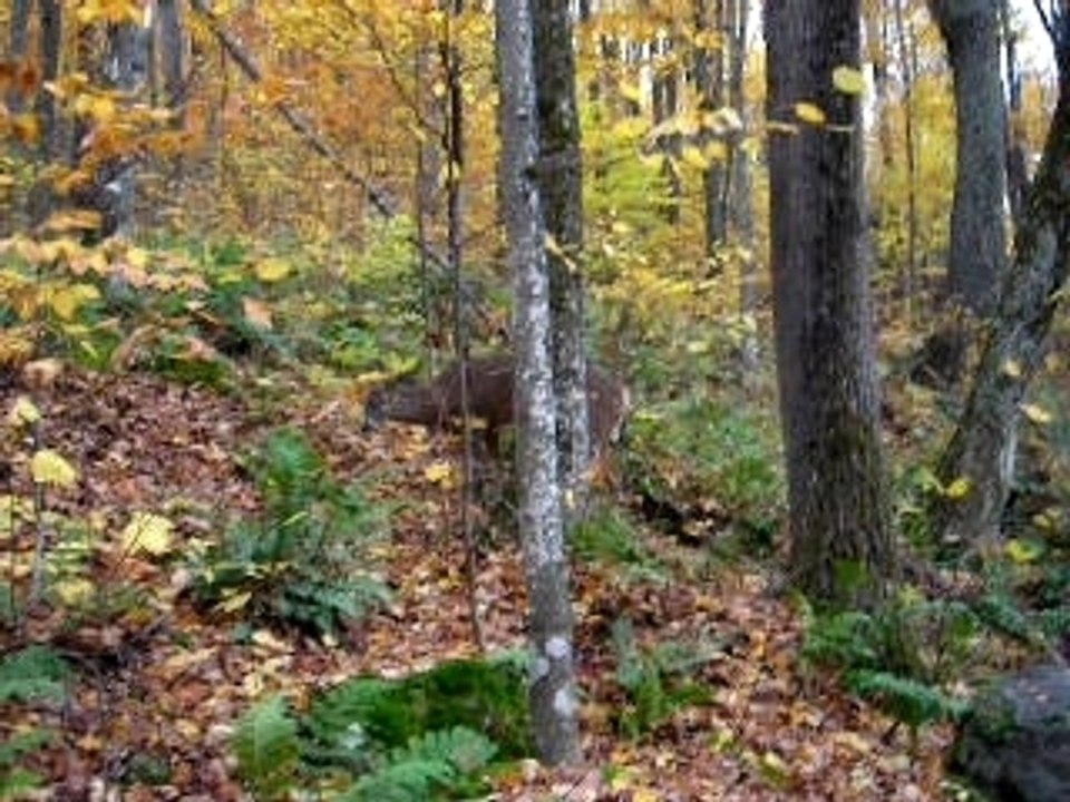 Une agréable surprise dans la forêt du Québec