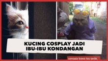 Viral Aksi Kucing Cosplay Jadi Ibu-Ibu Kondangan, Outfitnya Enggak Sembarangan