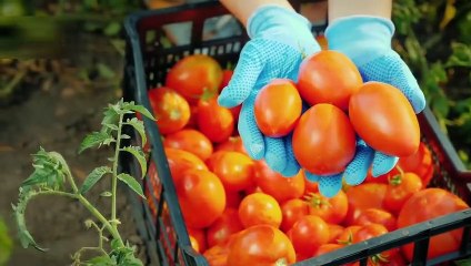 Beginilah Produksi Mesin Dalam Pbarik Makanan Canggih Dan modern