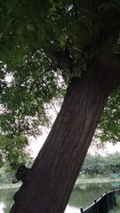 Cat On The Tree | Kingdom Of Awais