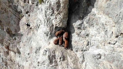 Iğdır'da kaybolan 8 küçükbaş hayvan drone ile bulundu