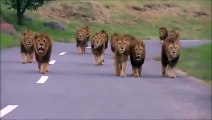 Tu fais moins le malin quand 20 lions se dirigent droit vers ta voiture !
