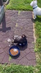 Puppy Curls Up in Water Bowl