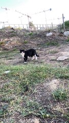 Black cat playing on the ground #petstv