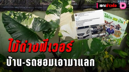 ไม้ด่างฟีเวอร์ บ้าน-รถยอมเอามาแลก | เจาะข่าวดัง 21/10/64 เดลินิวส์