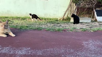 Cat relaxing on the road #petstv