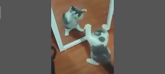 cute behavior of animals makes gemes