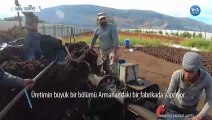 İdlib Halkı Kışın Pirina Yağı Yakarak Isınıyor