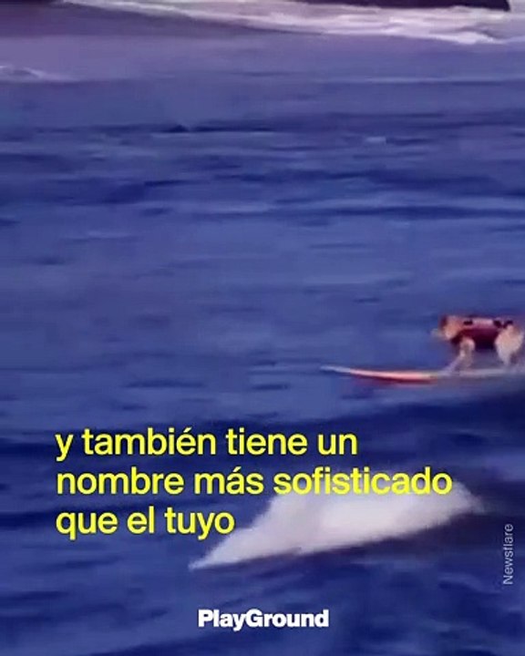Conoce a Skyler Valentne Henard, el perro surfer
