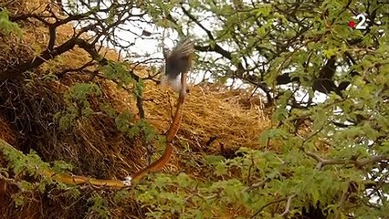 [TEASER] Kalahari, l’autre loi de la jungle : acte 2 - 09/11/2021