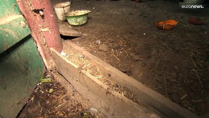 Живой "крысиный король" в Эстонии, причём уже второй