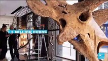 'Big John', largest-ever triceratops, goes under hammer