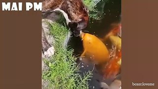 Best Of The Funny Animal Videos-- - Funniest Animals Compilation