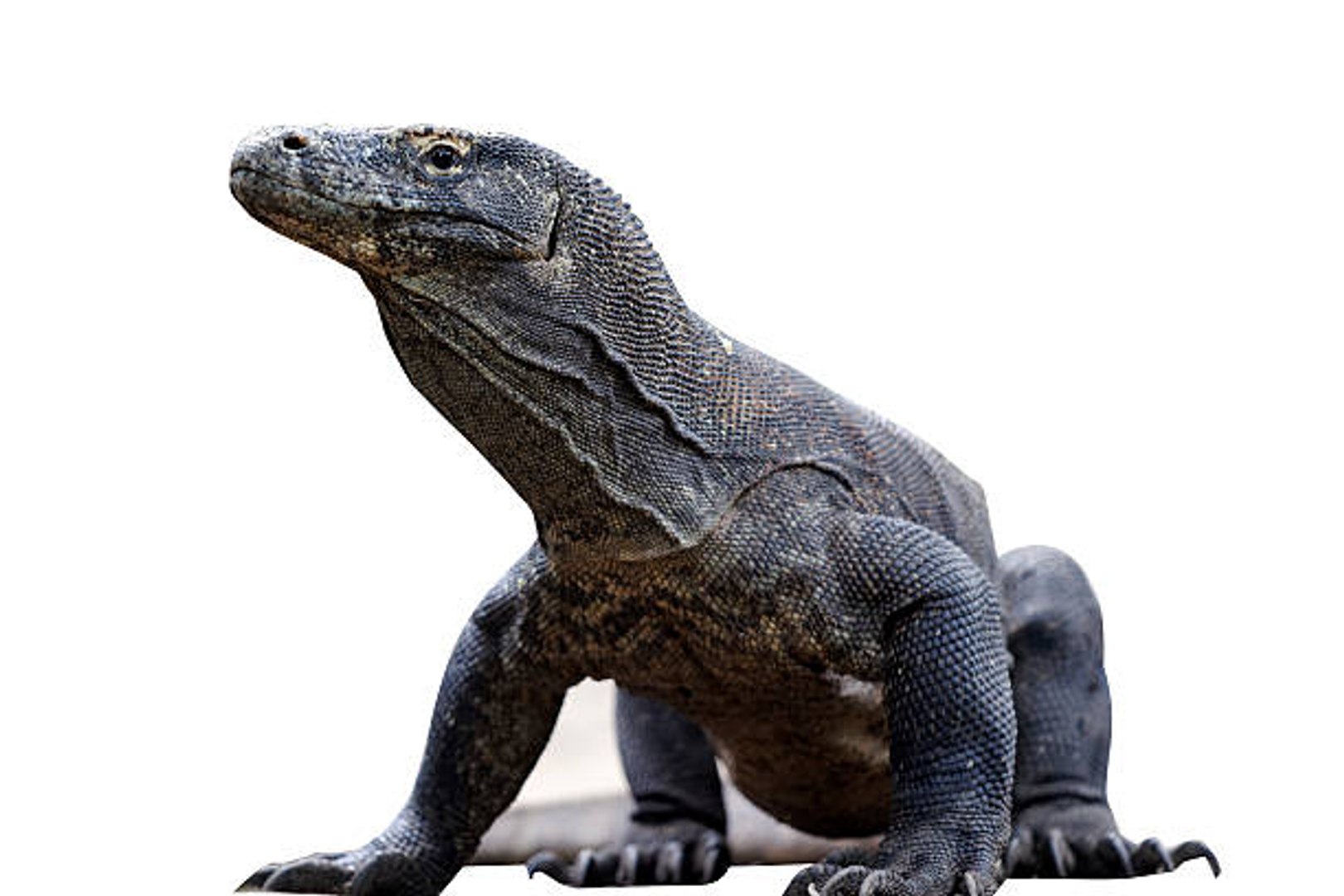 Top 10 Most Popular Reptiles in the World (National Reptile Day)