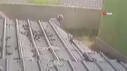 Sokak köpeğine sopayla saldıran sanıktan 'Ben de hayvanseverim' savunması