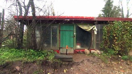 Encuentran un "rey de las ratas" vivo en Estonia