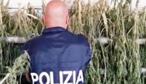 Orosei (NU) - Una tonnellata di marijuana in azienda agricola: 3 arresti (21.10.21)