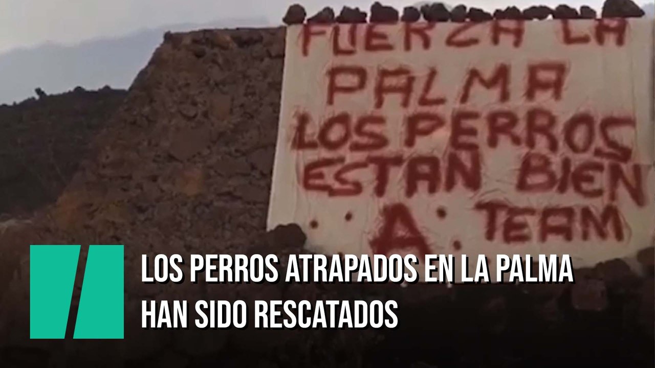Los perros atrapados en La Palma han sido rescatados
