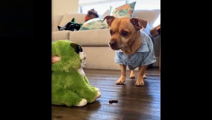 Cute And Funny Pets  - Try Not To Laugh To These Pets Compilation #FunnyCatsLife
