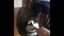 Cat Loves Swinging in Laundry Basket
