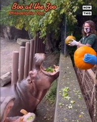 Hippos Snack on Pumpkin at Philadelphia Zoo