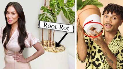 Plant Expert Reviews Open Door Houseplants