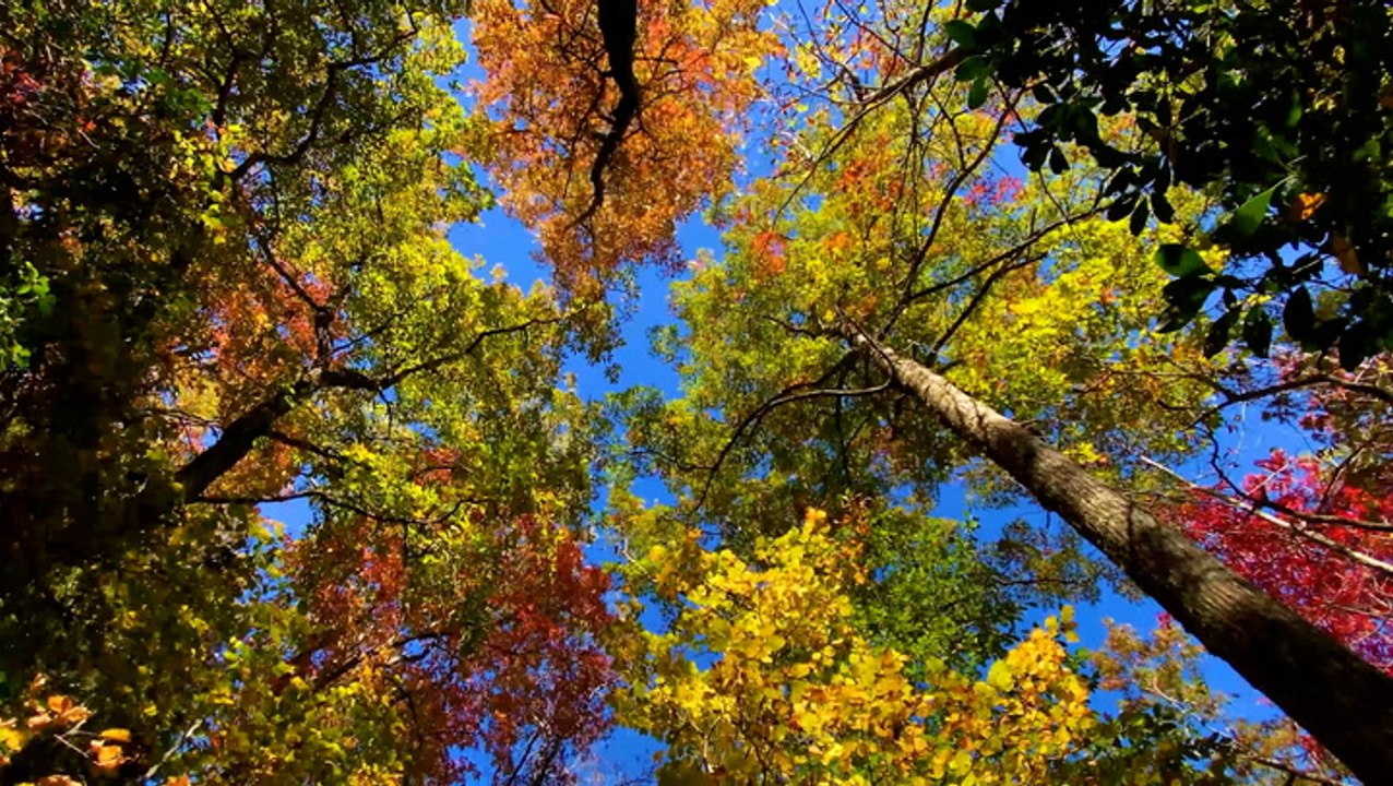 Dramatic fall colors along the Blue Ridge Parkway