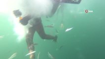İzmit Körfezi'ne 6 bin balık bırakıldı