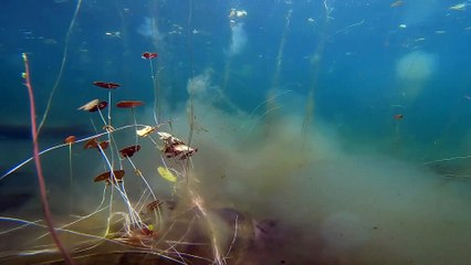 Gigantic Turtle Filmed Underwater