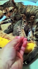 Best Kittens Videos - Am I So Cute