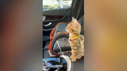 Top Funny & Crazy Cats Of 2021  - Funny Cats Reaction Video- Aww Pets