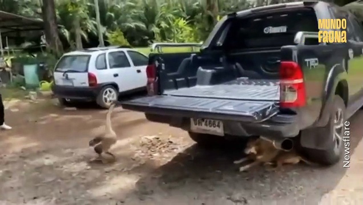 Ganso se vuelve el mejor amigo de un perro tras haber sido criados juntos