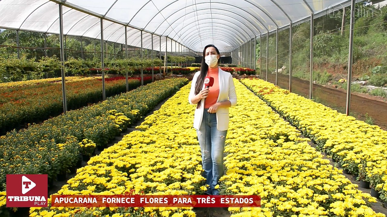 FLORES METTA