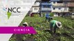 Niños peruanos aprenden a crear huertos orgánicos a través de un taller
