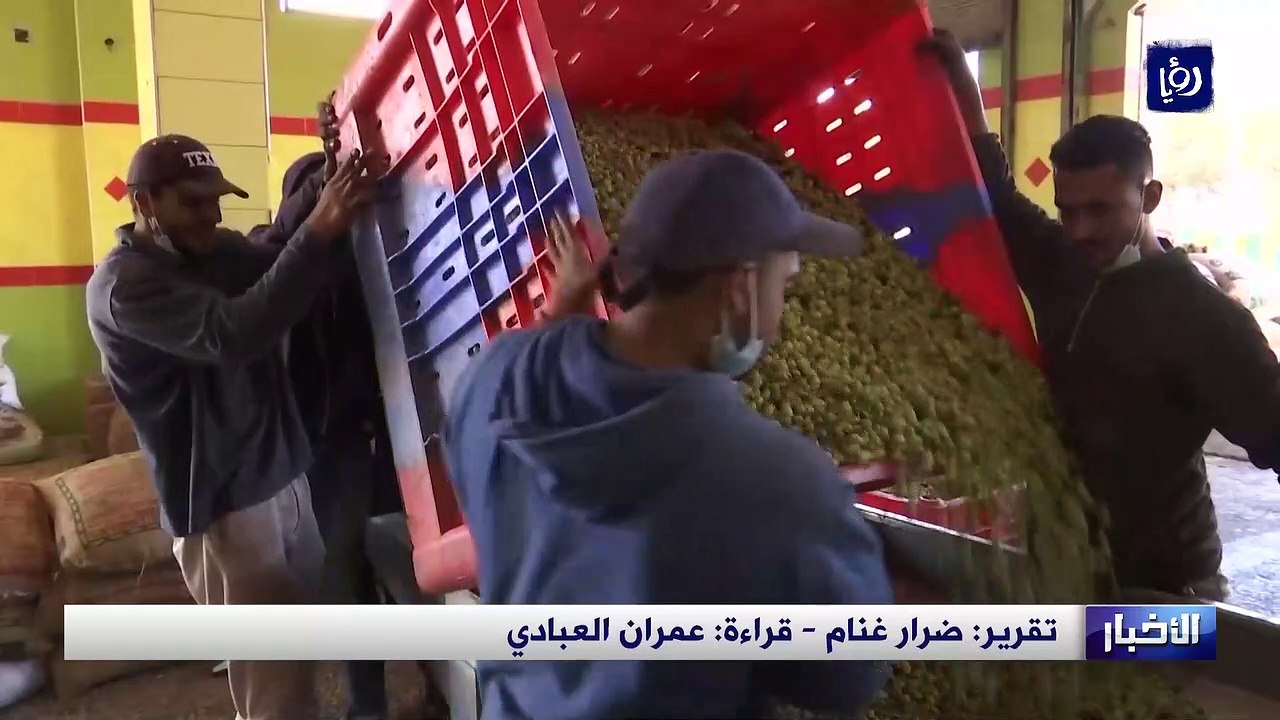 "الزراعة" تشدد إجراءاتها لحماية إنتاج زيت الزيتون