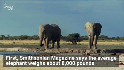 Find Out Why This Mammal Is One of the Only Ones That Can’t Jump