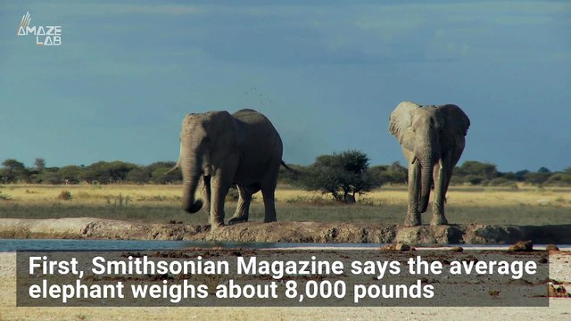 Find Out Why This Mammal Is One of the Only Ones That Can’t Jump