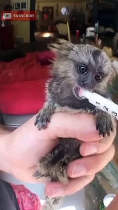 Finger Monkeys: Funny and Cute Monkeys ( try not to laugh )