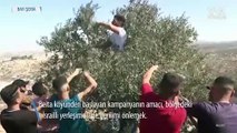 Filistinli Gençler Çiftçilerle Zeytin Hasadında