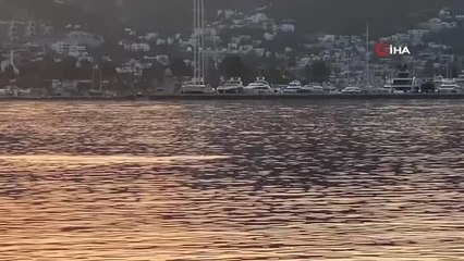 Yunuslar balıkçılar tarafından görüntülendi