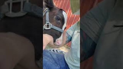 Cute Baby Cow Nibbles on Owner's Arm