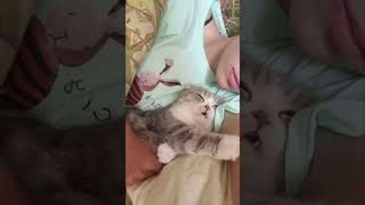 Cat Asks For Kiss Before Bed