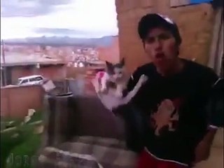 El gato michito volador